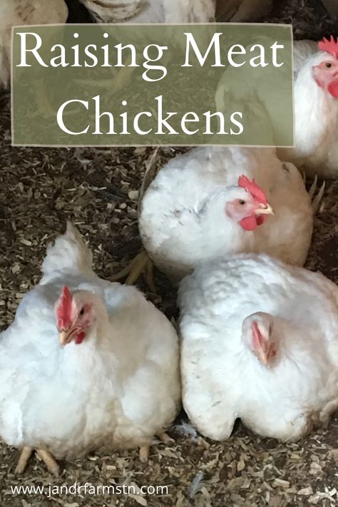 Meat Chickens Raising, Broiler Chickens Farming, Meat Chicken Coop, Cornish Cross Chickens, Chicken Butchering, Heritage Chicken Breeds, Raising Meat Chickens, Treat Business, Raising Chicken