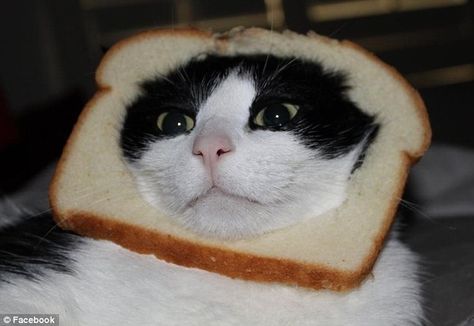 10 Cats With Their Faces In Bread Ikea Monkey, Cat Bread, Bread Head, Internet Cats, Silly Cats Pictures, Cat Coloring Page, Piece Of Bread, Weird Stories, Cat Sitting