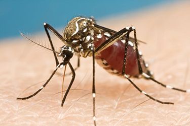 The Year in Zika.  Scientists advanced the battle against Zika in 2016, conducting basic research to better understand and detect the pathogen while preventing its spread. Bug Bites Remedies, Home Remedies For Bronchitis, Deadly Animals, Natural Bug Repellent, Zika Virus, Mosquito Control, Mosquito Bite, Bug Repellent, Bug Bites