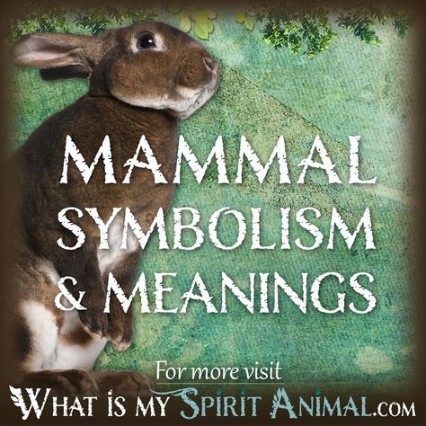 Mammal Symbolism & Meaning | Spirit, Totem, & Power Animal Animals Meaning Symbols, Animal Symbolism And Meanings, Animals Spiritual Meanings, Totem Animals Meaning, Symbolism And Meanings, Spiritual Animals, Native Wisdom, Crafting Witch, Animal Totem Spirit Guides