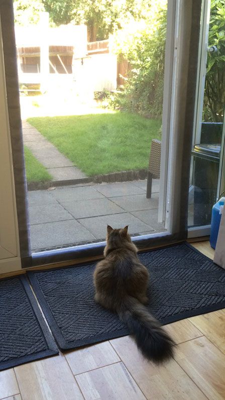 A door screen made by Flat Cats for a satisfied customer in Hemel Hempstead Balcony Patio Ideas, Screen Door Protector, Net Door, Window Protection, Diy Screen Door, Magnetic Screen Door, Hemel Hempstead, Door Screen, Animal Ideas