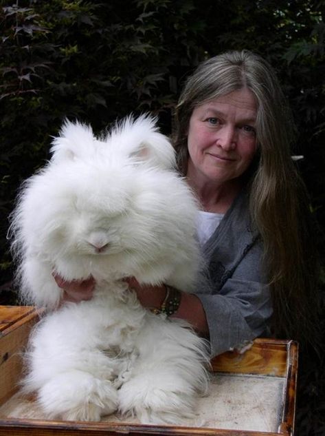 The Fluffy Bunny in the World, Angora Rabbit – Gudsol Farm Bunnies, Angora Bunnies, Bunnies For Sale, Fiber Farm, English Angora Rabbit, Angora Bunny, Rabbits For Sale, Rabbit Breeds, Beautiful Rabbit