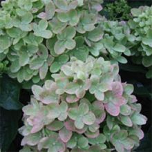 10 Great Shrubs To Use In Your Landscape! | Proven Winners Lime Hydrangea, Little Lime Hydrangea, Hardy Hydrangea, Hydrangea Varieties, Wholesale Plants, Panicle Hydrangea, Limelight Hydrangea, Flower Pot Design, Hydrangea Paniculata