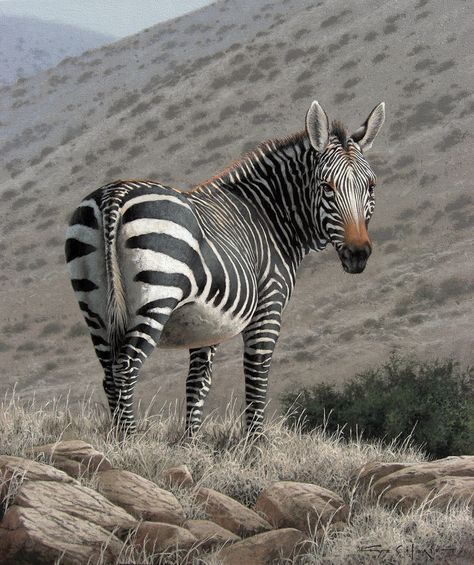 ArtStation - "Cape Mountain Zebra", Fuz Caforio Zebra Photos, Mountain Zebra, The Outcast, Animal Inspiration, Zebra Art, Animal Artwork, Zebras Animal, Wildlife Artists, Majestic Animals