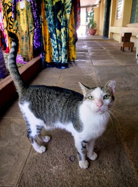 Several Cat, Cat Hotel, Adorable Creatures, Cat Language, Open Closet, The Gambia, Cute Cats Photos, Cat Travel, Feral Cats