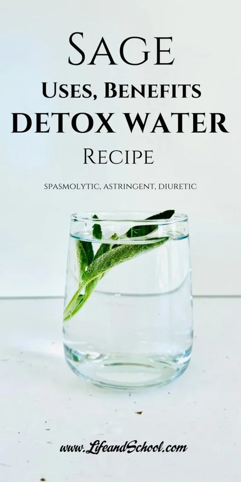 Life and School - Raising healthy children Sage Water, Sage Benefits, Sage Uses, Detox Water Recipe, Healthy Children, Salvia Officinalis, Water Benefits, Detox Water Recipes, Perennial Herbs