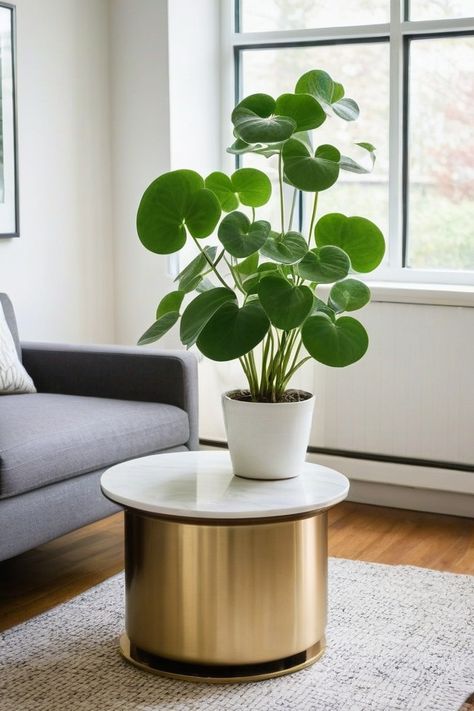 Pilea Peperomioides Condo Garden, Pancake Plant, Pilea Plant, Fern Images, Cat Safe Plants, Nerve Plant, Parlor Palm, Zebra Plant, Pilea Peperomioides