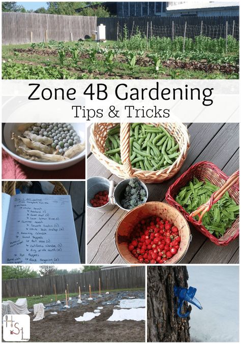 Zone 4B Gardening 4b Gardening, Zone 4 Gardening, Minnesota Garden, Vertical Container Gardening, Gardening Zones, Organic Vegetable Garden, Meteor Garden 2018, Eat Healthier, Organic Garden