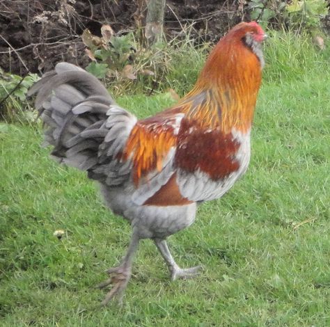 Ameraucana Chickens | Ameraucana Chickens Americauna Chickens, Ameraucana Rooster, Americana Chickens, Chicken Farming House, Ameraucana Chicken, Rooster Images, Duck Breeds, Chicken Painting, Chickens And Roosters