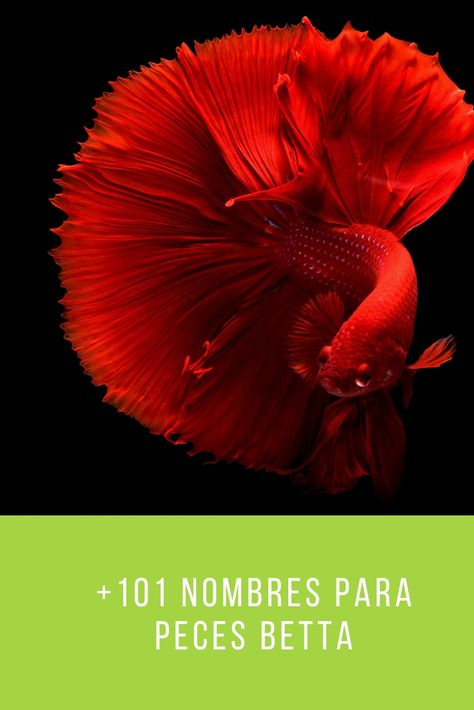 Encuentra el nombre perfecto para tu pez betta #Pezbetta #Peces #PetPosts Movie Posters, Film Posters, Iguanas