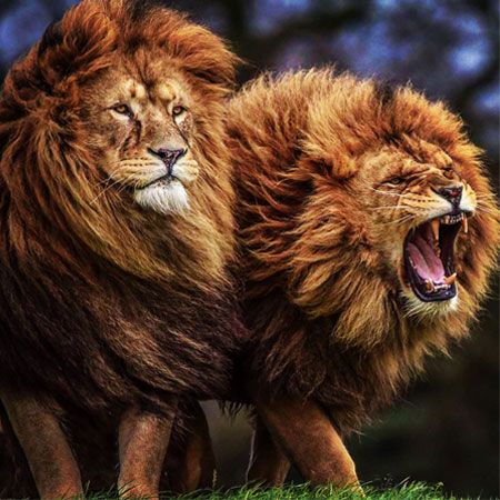 A tale of two moods... |  Photo Credit: Bob Barton | Yorkshire Wildlife Park Two Lions, Lion King Art, Cute Lion, Wildlife Park, Majestic Animals, Lion Tattoo, Nature Animals, Lion King, Animal Photo