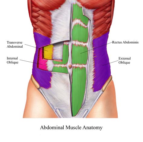 Abdominal Exercises: The Mistake Most People Make, & How to Get the Results You Want. - Monica Swanson Abdominal Muscles Anatomy, Transverse Abdominal Exercises, Lower Abdominal Workout, Muscle Diagram, Best Abdominal Exercises, Fitness Friday, Muscle Abdominal, Muscle Anatomy, Friday Workout