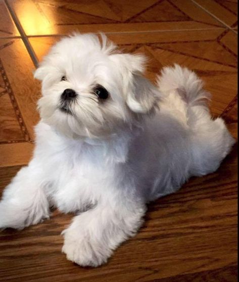 Maltese Breed, Cute Maltese, Maltese Puppies, Australian Shepherd Puppies, Havanese Dogs, Maltese Dog, Good Dog, Australian Shepherd Dogs, Yorkshire Terrier Puppies