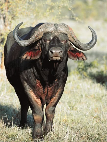 African Big Five Animals, African Buffalo Photography, Buffalo Africa, African Farming, Africa Animals Wildlife, Buffalo Images, The Big Five Animals, Africa Wildlife Photography, Buffalo Photography