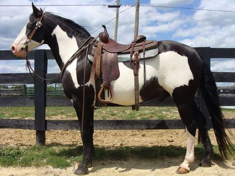 Cheval Pie, American Paint Horse, Pinto Horse, Rodeo Horses, Paint Horse, Quarter Horses, Looks Country, Western Riding, Most Beautiful Horses