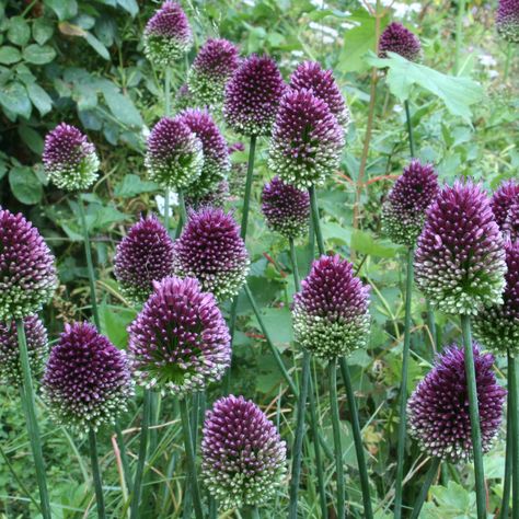 Drumstick allium. The last of the  bulbous alliums to bloom. Its egg-shaped, wine-red flowerheads wait until summer to color up. Puts on a nice show when plant Allium Bulbs, Allium Sphaerocephalon, Deer Resistant Perennials, White Flower Farm, Deer Resistant Plants, Fall Bulbs, Perennial Border, Spring Bulbs, Fall Plants