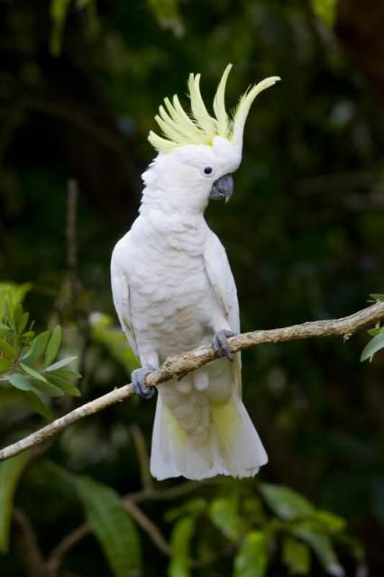 Sulphur Crested Cockatoo - Australia Sulfur Crested Cockatoo, Cockatoo Painting, Australian Parrots, Narrow Boat, Colourful Birds, Bird Paintings, Tahereh Mafi, Australian Wildlife, Australian Birds