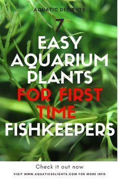 Live Plants Fish Tank, Easy Aquatic Plants, Live Plants For Fish Tanks, Live Plants In Fish Tank, Plants In Aquarium Fish Tanks, Plants For Aquarium Tanks, Live Plants For Betta Tank, Live Plant Fish Tank Ideas, Live Plant Aquarium Ideas