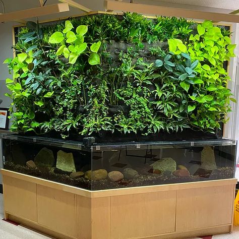 Beautiful Wall Plant Vivarium Office Space Aquarium Art, Bird Cage Design, Fish Room, Wall Aquarium, Aquarium Maintenance, Fishing Room, Moss Decor, Aquarium Landscape, Jungle Wall