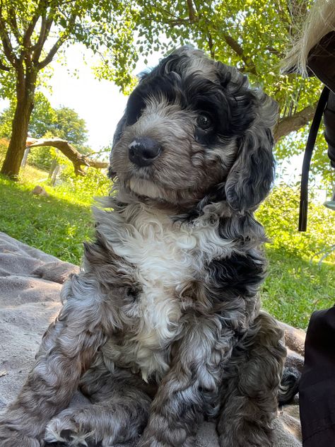 Border collie x toy poodle Border Collie Poodle, Cavoodle Dog, Merle Border Collie, Toy Poodle, Border Collie, Puppies, Dogs, Animals, Quick Saves