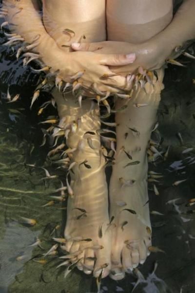 Fish Pedicure, In Water, White Photography, Feathers, Illustration Design, A Woman, Fish, Black And White, In This Moment