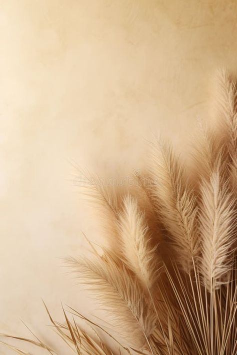 Elegant beige pampas grass plumes on a smooth beige background with ample copy space, evoking a serene and natural royalty free stock photography Pampas Background, Pampas Grass Background, Beige Photography, Natural Photo, Grass Background, Warm Beige, Soft Beige, Gold Background, Stock Photography Free