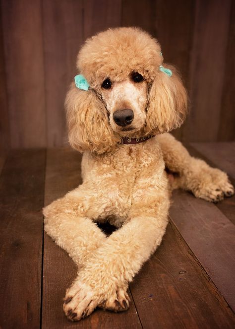 Kamri standard poodle Poodles With Bows, Poodle Hairstyles, Formal Dog, Small Poodle, Poodle Hair, Poodle Cuts, Poodle Dogs, French Dogs, French Poodle