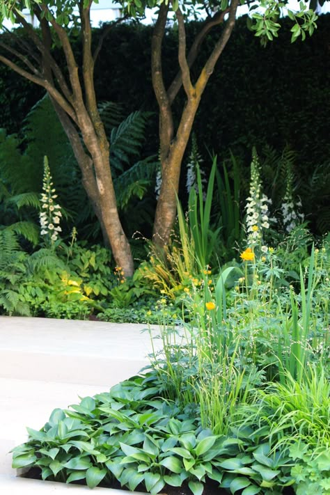 Sagina subulata “Senior” Shade Garden Design, Ferns Garden, Contemporary Garden Design, Chelsea Garden, Shade Garden Plants, Courtyard Gardens Design, London Garden, Garden Wallpaper, Native Garden