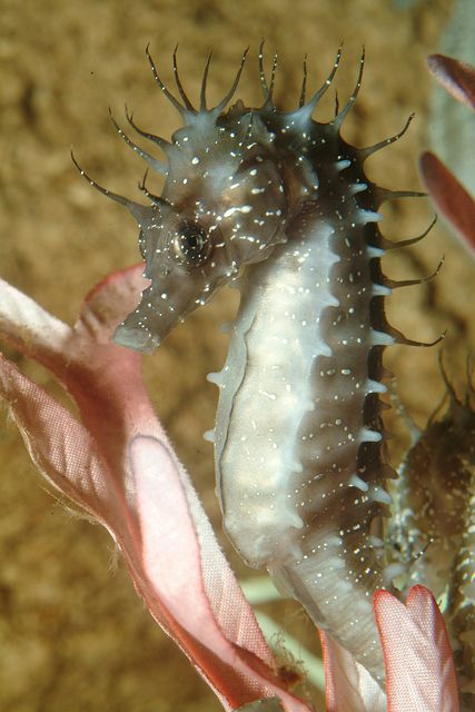 Spiny Seahorse 1 | by SEA LIFE® Spiny Seahorse, Pretty Fish, Sea Horses, Deeper Life, Wallpaper Gallery, Seahorses, Ocean Creatures, Sea Creatures, Sea Life