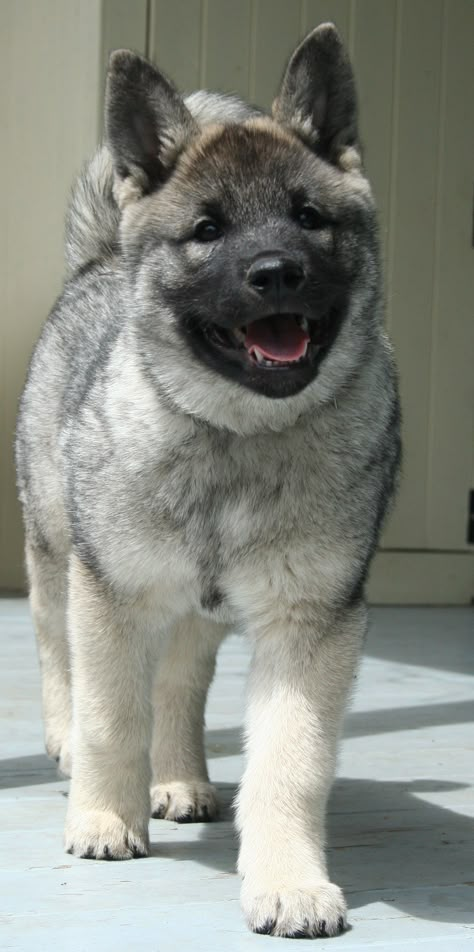 Elkhound NZ Zephyr our 11 week old Norwegian Elk Hound Norwegian Elk Hound, Norwegian Elkhound Puppy, Norweigen Elkhound, Elkhound Norwegian, Norwegian Dog, Elkhound Puppies, Norwegian Elkhounds, Norwegian Elkhound, Spitz Dogs