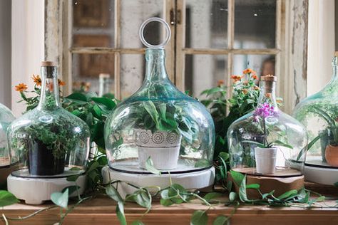 Bring the outdoors in with one of the biggest home trends: terrariums. A terrarium is an ecosystem enclosed by glass designed to protect plants and maintain humidity. Not only do they look great, but they offer positive benefits. The plants help purify the air, and their peaceful ambiance can help aid in coping with st Bread Cloche, Modern Terrarium, Dramatic Silhouette, Plant Help, Glass Cloche, Home Trends, Ecosystem, Recycled Glass, Glass Design