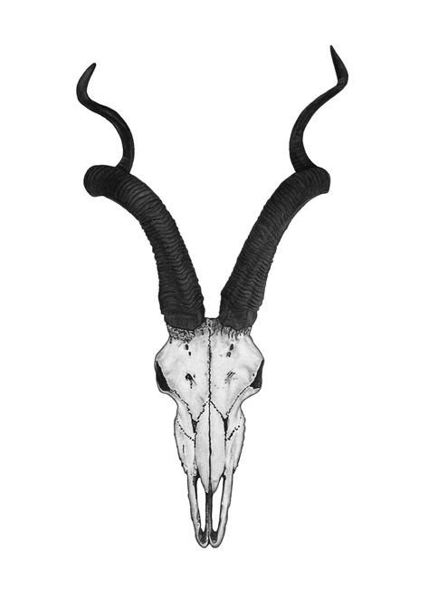 Gazelle Skull Tattoo, Kudu Skull, Kudu Skull Tattoo, Oryx Tattoo, Kudu Tattoo, Goat Skull Drawing, Goat Skull Tattoo, Animal Skull Drawing, Ram Tattoo