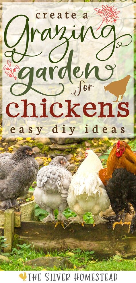 a charcoal gray, light gray, and solid white hen are perched on the wood board edge of a raised garden bed full of green growing weeds near a black rooster in a pleasant garden scene with text that reads create a grazing garden for chickens easy diy ideas Chicken Coop Building Plans, Garden Ideas Backyard, Easy Diy Ideas, Egg Laying Chickens, Backyard Chicken Coop Plans, Chicken Keeping, Urban Chickens, Chicken Life, Backyard Chicken Farming