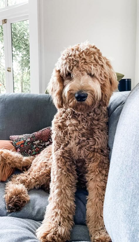 First generation with an Apricot wavy coat. Apply for one today! Golden Poodle Goldendoodle, Large Labradoodle, Goldendoodle Standard, Labradoodle Full Grown, Goldendoodle Full Grown, Brown Goldendoodle, Medium Goldendoodle, Goldendoodle Haircuts, Red Goldendoodle