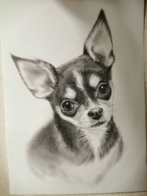 Chihuahua Sketch, Drawing Chihuahua, Chihuahua Drawing, Dog Pencil Drawing, Face Art Drawing, Eagle Painting, Pencil Drawings Of Animals, Prismacolor Art, Animal Portraits Art