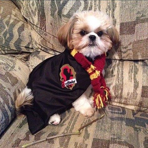 Harry Potter Dogs Harry Potter Dog Costume, Puppy Halloween Costumes, Harry Potter Dog, Shitzu Dogs, Yolo Aventuras, Fun Baking, World Book Day, Harry Potter Costume, Pet Halloween Costumes