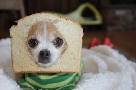 When this dog succumbed to the bread. | The 61 Most Awkward Moments In The History Of Dogs Cat Bread, Dog Bread, Best Treats For Dogs, Dog Rocks, Dog Shaming, Puppy Treats, Chihuahua Love, Funny Dog Pictures, Chihuahua Dogs