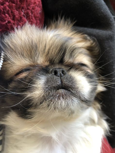 #Pekingese Pekingese Puppy, Pekingese Puppies, Shitzu Dogs, Most Beautiful Dogs, Cute Dogs Images, Pekingese Dogs, Cute Animals Puppies, Really Cute Dogs, Cute Little Puppies