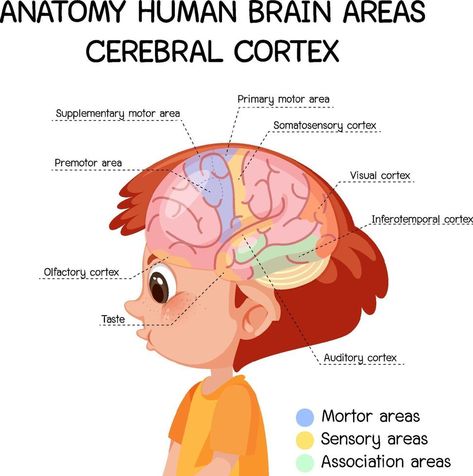 Frontal Lobe Function, Occupational Therapy Quotes, Neet Preparation, Episodic Memory, Attention Disorder, Occipital Lobe, Corpus Callosum, Cerebral Cortex, Frontal Lobe