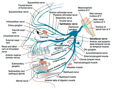 Trigeminal Nerve Branches Cranial Nerve Face Picture, Facial Nerves Anatomy, Brain And Cranial Nerves, Trigeminal Nerve Anatomy, 12 Pairs Of Cranial Nerves, Mandibular Nerve Branches, Facial Nerve Branches, Clenched Jaw, Trigeminal Nerve Branches