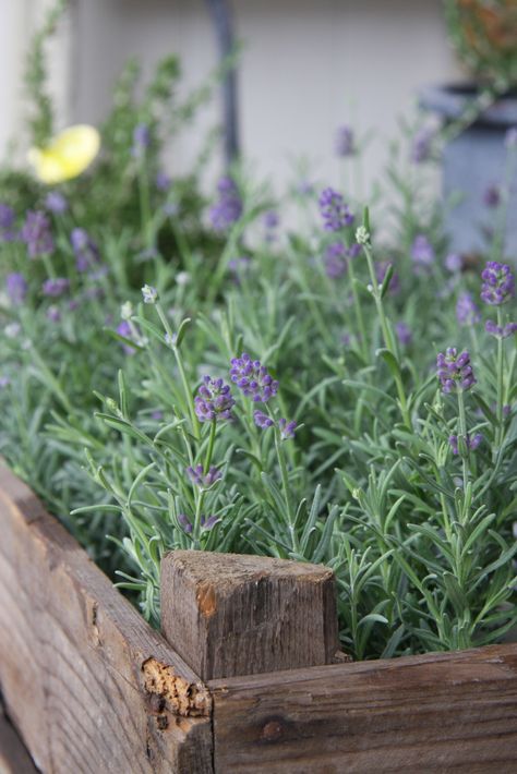 lavender Lavender Things, Plant Lavender, Lavender Plants, Lavender Cottage, Herb Shop, Lavender Herb, Bloom Where Youre Planted, Herb Gardens, Wooden Planter