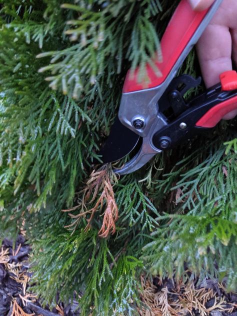 Degroots Spire Arborvitae, Arborvitae Landscaping, Landscaping Around Deck, Large Backyard Landscaping, Arborvitae Tree, Side Yard Landscaping, Winter Porch, Yard Landscape, Dream Yard