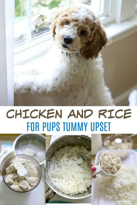 Dog Chicken And Rice, Chicken And Rice For Dogs How To Make, Dog Bland Diet Recipes, White Rice For Dogs, Bland Diet For Dogs With Upset Stomach, Chicken And Rice Recipes For Dogs, Chicken Rice Dog Food Recipe, Dog Stomach Ache Remedies, How To Boil Chicken For Dogs