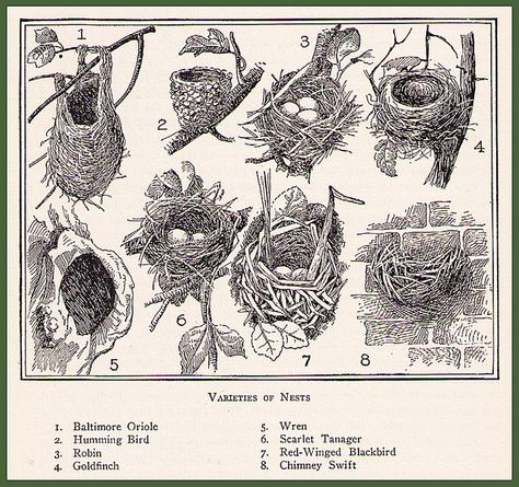 Bird Nest Illustration from The Home Educator by The T-Cozy, via Flickr Birds Nest Tattoo, Bird Nest Art, Nest Illustration, Birds And Their Nests, Animal Architecture, Bird Nests Art, Pictures Of Birds, Backyard Birds Watching, Arte Zombie