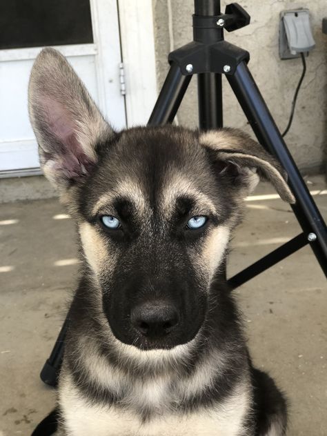 My 3 month old gerberian shepsky ❤️ #gerberianshepsky #germanshepherd #husky #germanshepardmix #huskymix #jazmine #puppy #dog #blueeyes #adorabledogs Husky German Shepherd Mix Dogs, Gerberian Shepsky Puppy, Shepsky Puppy, Husky Shepherd, Gerberian Shepsky, German Shepherd Husky Mix, Shepherd Mix Dog, German Shepherd Mix, 3 Month Old