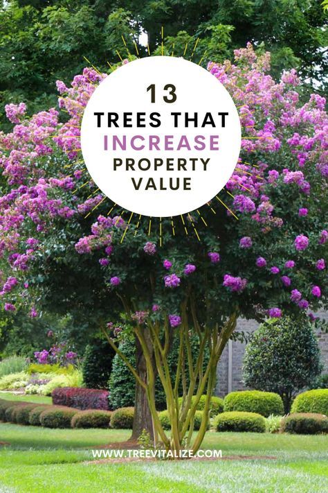 Elevate your home's appeal and market worth with our selection of 13 trees guaranteed to enhance any property. Enjoy the charm of the Southern Live Oak, a majestic provider of shade and sturdy beauty. Discover the Red Maple's stunning fall colors, and the elegant shapes of Japanese Maples. The Southern Magnolia adds a touch of grandeur with its large, fragrant flowers, while the Colorado Blue Spruce offers striking blue-green foliage. Brighten your landscape with the colorful blooms of Crape Myrtles and the unique presence of the Bismarck Palm. Japanese Maple Tree Landscape Ideas, Statement Tree Front Yard, Japanese Trees Landscape, Crape Myrtle Tree Landscaping, Magnolia Tree Front Yard, Crape Myrtle Landscaping, Large Front Yard Landscaping, Ornamental Trees Landscaping, Red Maple Tree Landscaping