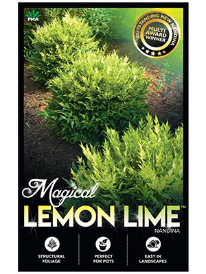 Plants Management Australia - MAGICAL LEMON LIME™ <br/>Nandina domestica alba 'Lemlim' Nandina Companion Plants, Nandina Lemon Lime, Miss Lemon Abelia Shrub, Dracaena Lemon Lime, Nandina Plant, Lemon Lime Nandina, Nandina Domestica, Small Zen Garden, Garden Library