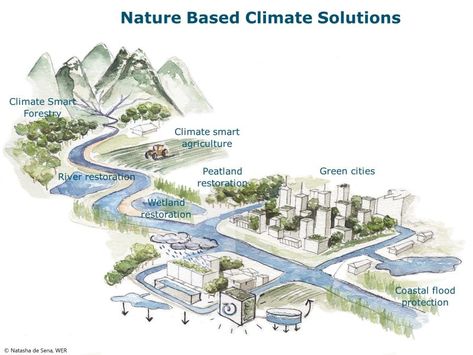 Nature-Based Solutions platform on LinkedIn: #naturebasedsolutions Nature Based Solutions, Tourism Management, Carbon Sequestration, Mangrove Forest, Hotel Architecture, Architecture Drawing Art, Landscape Architecture Design, Urban Nature, Surface Water