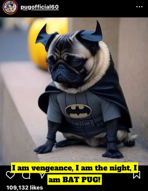 Pugs In Costume, Pug Photos, Pug Dogs, Funny Animal Photos, Cute Dog Pictures, Pug Puppies, A Pug, The Pug, Cute Pugs