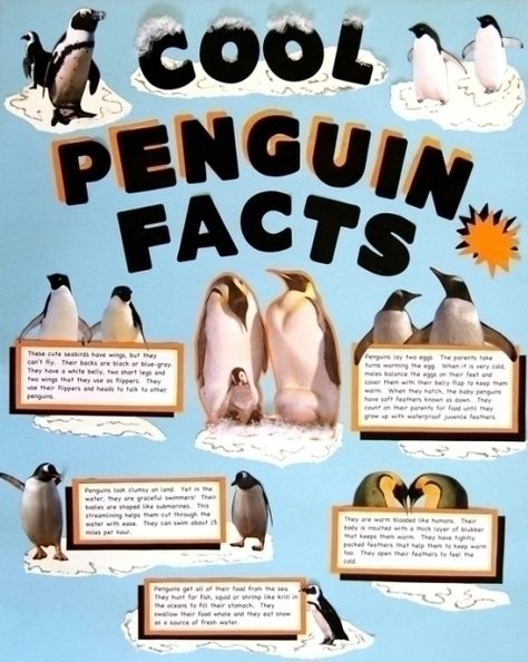 Make a Science Fair Project | Poster Ideas - Penguin | Animal Science Project for Kids Poster Project Ideas, Animal Science Projects, Penguin Writing, Penguin Project, Penguin Diy, Penguin Poster, Penguins Project, Penguin Facts, Science Experiments Kids Elementary